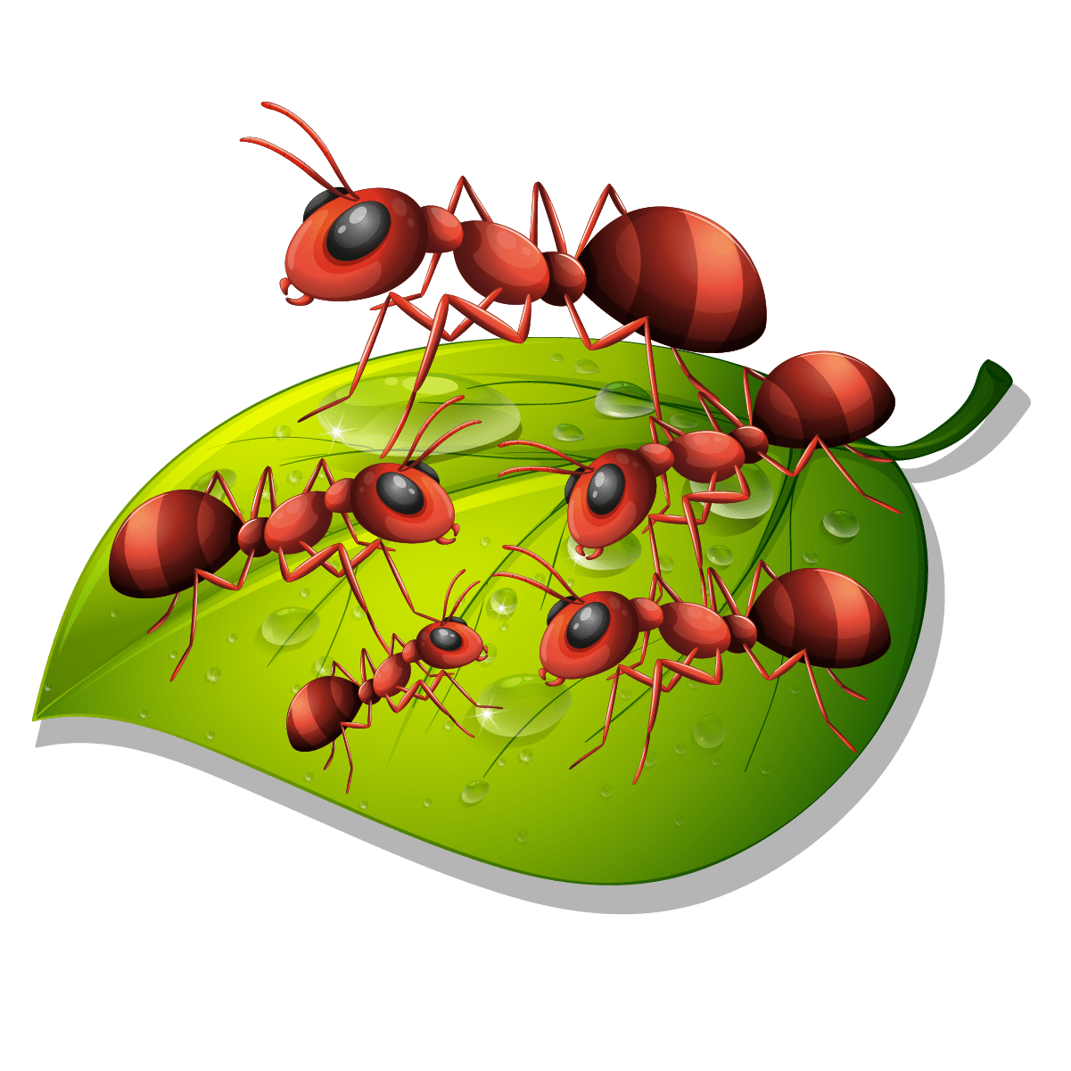 Honeypot Ants - Chuyên cung cấp kiến mật tại Việt Nam