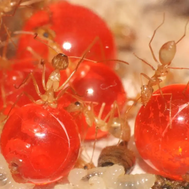 Honeypot Ants