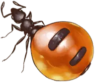 Honeypot Ants